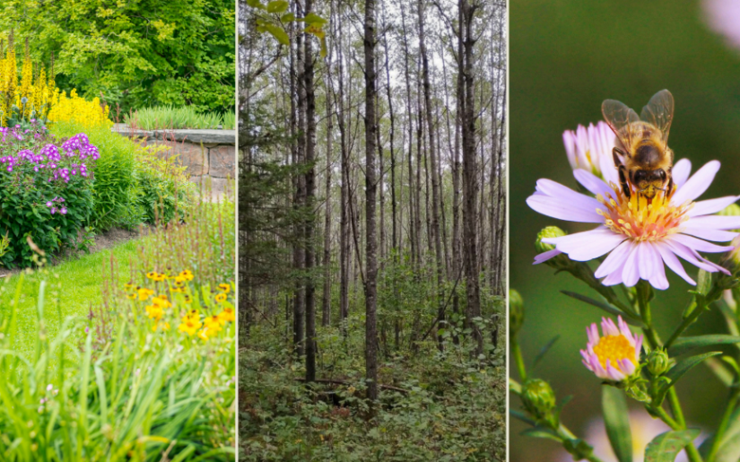 FREE Rain Garden & Forestry Workshop